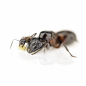 Preview: Camponotus ligniperdus (Braunschwarze Rossameise)
